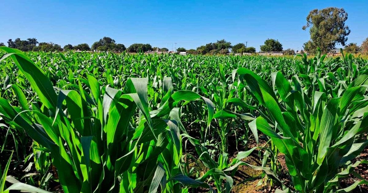 Productores de Sinaloa piden 15 mil millones de pesos para el campo en 2027